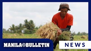 PBBM on food security emergency: We have to force the rice price down