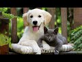 Have the Most Relaxed Cats&Dog! Relaxing Music for Easily Stressed Cats&Dog, Help Cats&Dog Sleep!