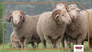 19th Droogfontein Merinos Production Sale