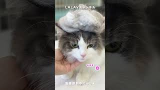 猫シャンプーの後は…【cat shampoo】