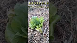 農薬も化学肥料も入れない・野菜づくり・ハクサイ・他の畑から移植 #shorts