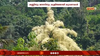 കണ്ണിനും മനസ്സിനും കുളിർമ സമ്മാനിച്ച് ഇടുക്കി പനംകുട്ടിയിൽ കൂട്ടത്തോടെ കുടപ്പനകൾ പൂവിട്ടു |KUDAPPANA