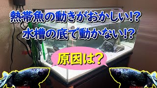 【アクアリウム】熱帯魚の動き(泳ぎ方)がおかしい時に考えられる原因について