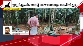 പാലക്കാട് മുണ്ടൂരിൽ കാട്ടാന വാഴത്തോട്ടം നശിപ്പിച്ചു | elephant | palakkad