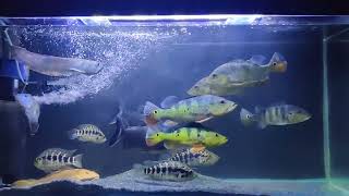 monster tank : peacock bass monoculus + kelberi + azul + jaguars + pacu + green terror + arowana