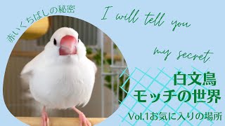 白文鳥 モッチの世界 お気に入りの場所～赤いクチバシの秘密～