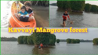 Kavvayi mangrove forest l kavvayi backwaters l kavvayi l Shadin Ubaid