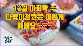 12월 마지막 주 다육이 정원은 이렇게 예뻐지고 있어요