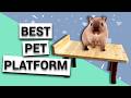 Create the BEST DIY platform for your gerbils and hamsters!