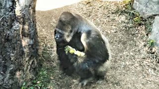 20230222 上野動物園　ニシゴリラ　14時過ぎの第二放飼場　大根の皮を歯でむいて食べるゴリラたち　たくさんの大根をかかえて室内に戻るハオコ