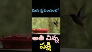 ఓ చిన్న పిట్ట కథ, most powerful bird,ప్రపంచంలో అతి చిన్న పక్షి #shorts #youtubeshorts #viralshorts