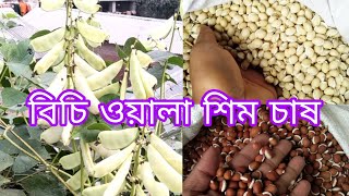 বিচি ওয়ালা সীম চাষ/আগাম শিম চাষ/চাষ/beans/plant/houseplants/শিমের জাত/টবে শিম চাষ/ছাদে সিম চাষ