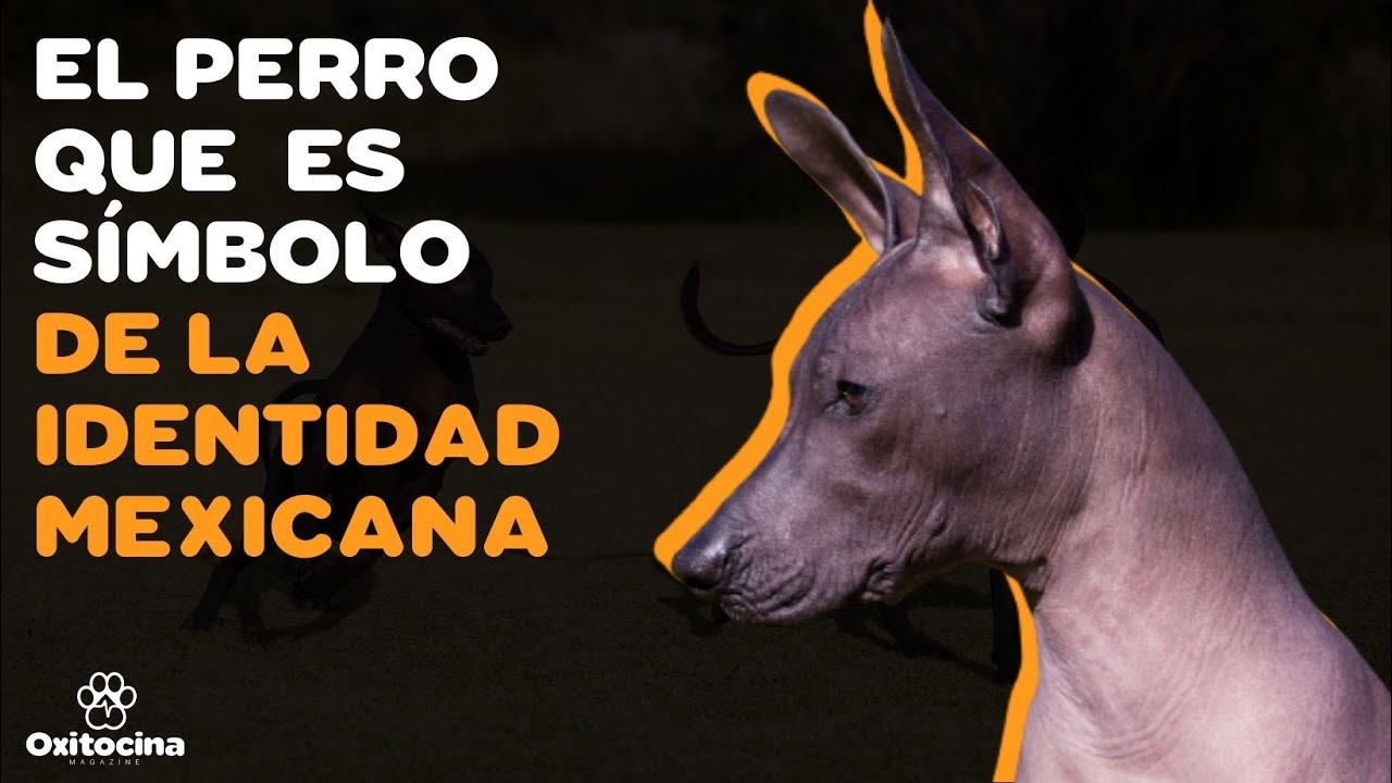 XOLOITZCUINTLE: 9 COSAS Que Debes Saber - YouTube