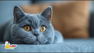 💖Cute Cat🐱 Relaxing music makes cats happy