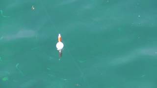 サビキ仕掛の浮き釣り　　【海釣り基礎知識編】