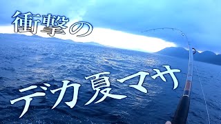 釣り部史上最大のショアヒラマサ、現る。【ロックショアプラッキング】