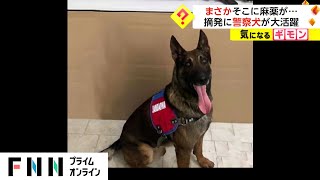 警察犬が大活躍　麻薬摘発作戦