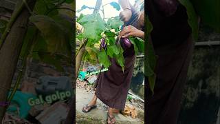 গাছ থেকে বেগুন তোলা হচ্ছে🥰#শর্টস #শর্ট #shorts #short #shots #gardening