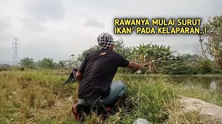 Rejeki Ndak Kemana..! Mancing Di Rawa Yang Mulai Surut Ikan nya Pada Kelaparan