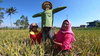 Masang Orang-Orangan Sawah dan Masak Eceng Sawah | ENAH BIKIN ENAK (05/01/23) Part 1