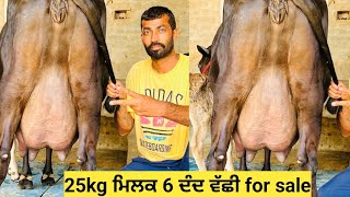 25kg ਮਿਲਕ 2 ਸੂਆ 6 ਦੰਦ ਵੱਛੀ ਇੱਕ coffy ਜਰਸੀ 6#ਦੰਦ 2 ਸੂਆ for sale !! 2 cow's available||