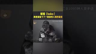 猩猩KoKo🦍在離世前留下了一段震驚人類的遺言(請看完這短片)#monkey #earth #possitive #love #shorts