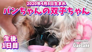 2020年4月8日生まれパンちゃんの双子ちゃん(生後1日目)【ヨークシャーテリア専門犬舎チャオカーネ】