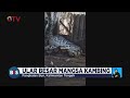 beredar video mengerikan ular besar makan kambing di dalam kandang di pangkalan bun bis 22 10