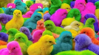 Tangkap ayam wara warni, ayam imut, ayam lucu, ayam rainbow, bebek, kelinci, kucing,  hewan lucu