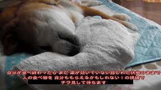 老犬の介護 寝たきり柴犬わん太さんの1日 前編