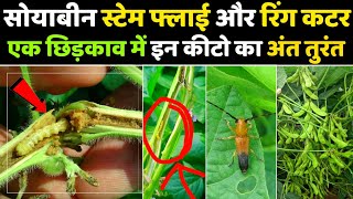 सोयाबीन में गर्डल बीटल की रोकथाम | Soybean Ring Cutter | Girdle beetle Soybean | stem fly