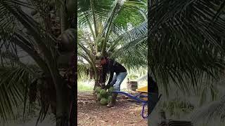 Petua Mudah untuk Pemula: Menanam Pokok Kelapa di Taman Anda  #shortsyoutube