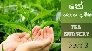 Tea Nurssary 02 (තේ තවාන් සදහා පස් තෝරා ගැනීම හා රිකිලි ගැසීම)