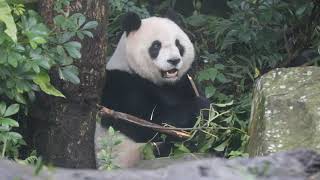 20201228 茄苳摘下逾一周 圓仔今早才驗收 Giant Panda Yuan Zai