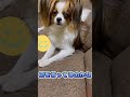 無視したら拗ねてしまったパピヨン　 犬のいる生活 papillon パピヨン 小型犬 犬 犬動画 dog pet cute