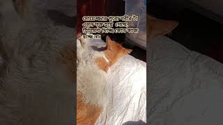 #tushumao #cat #cute #foryou  আপনারা সবাই আমার মোয়েজ্জার  জন্য দোয়া করবেন, অনেক অসুস্থ ওও