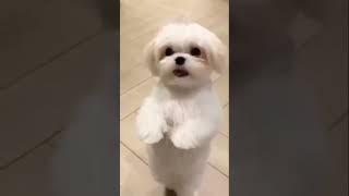 Chicken song dog dance “Maa owner Yi poddhu chicken chesindhi” #dog #dancingdog #satisfying