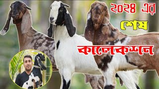 আনকমন কোয়ালিটির খাসি পাঠি ও পাঠার দর-দাম জানুন | বিটল তোতা হরিয়ানা ছাগলের মেলা | #goat