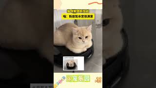 猫咪解锁新技能 喵：新座驾本宫很满意 #宠乐园 #轻松一刻 #动物