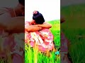 dular injam menkate new santali short video dear anita new shortvideo dularinjammenkate shorts