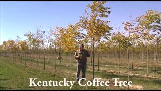 Kentucky Coffee Tree