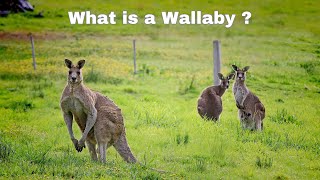 Facts About Wallaby | What is a Wallaby?