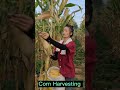 Corn Harvest #satisfying #short