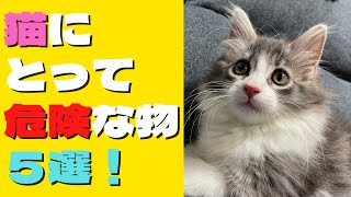 猫を飼う時に注意すること＃１【危険な物５選！】猫にとっては危険な物って結構あります