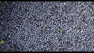 Blueberry Harvesting