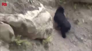 Rare Formosan black bear sighted