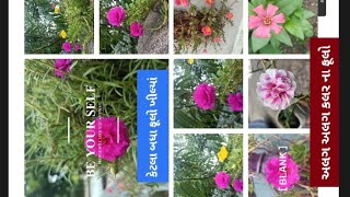 કેટલા બધા ફૂલો ખીલ્યાં........🤔 Flowers             WhatsApp status Flowers