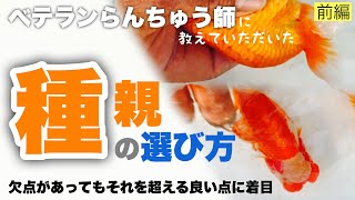 【前編】種親らんちゅうの選び方 ベテランらんちゅう師の安田様に体色・仔引き・採卵などランチュウ飼育についてお話しいただきました😊 Goldfish Ranchu @peperia