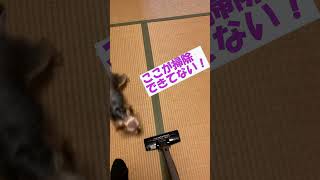 【新説】犬が掃除機に吠える本当の理由 　#ヨーキー