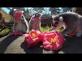 Curious Lemurs Enjoy Spring Flowers